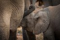 039 Timbavati Private Game Reserve, olifant